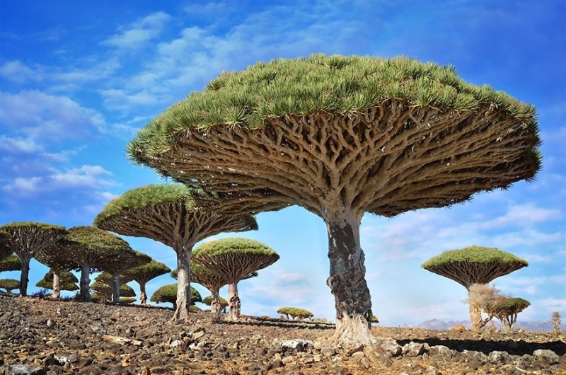 Фотофакт: Самые великолепные деревья в этом мире