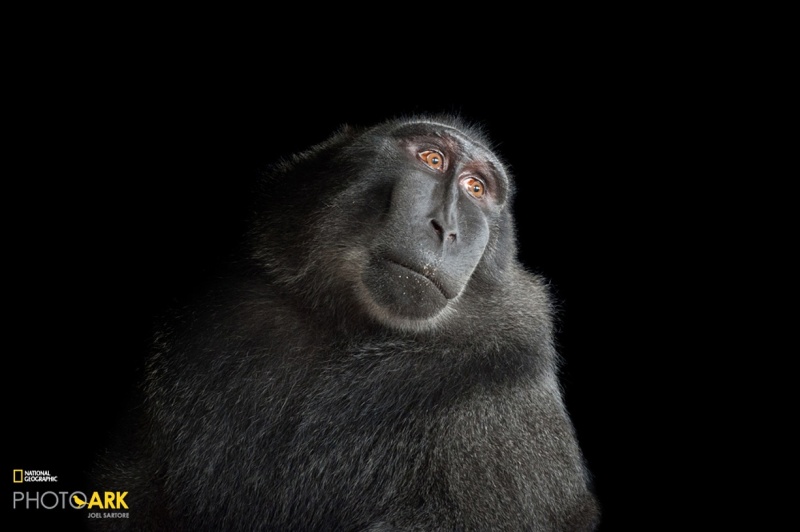 Фотофакт: Такие редкие приматы