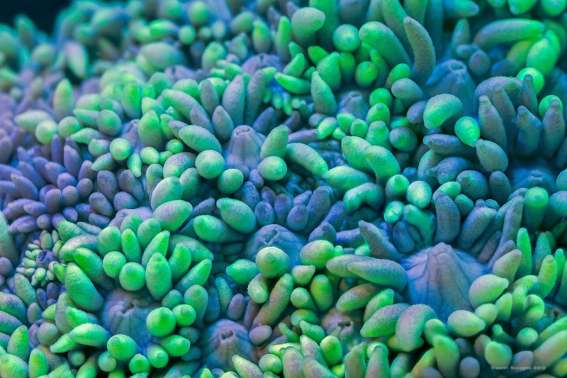 Фотофакт: Колоритные кораллы