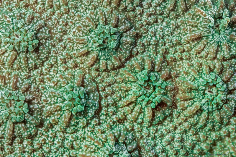 Фотофакт: Колоритные кораллы