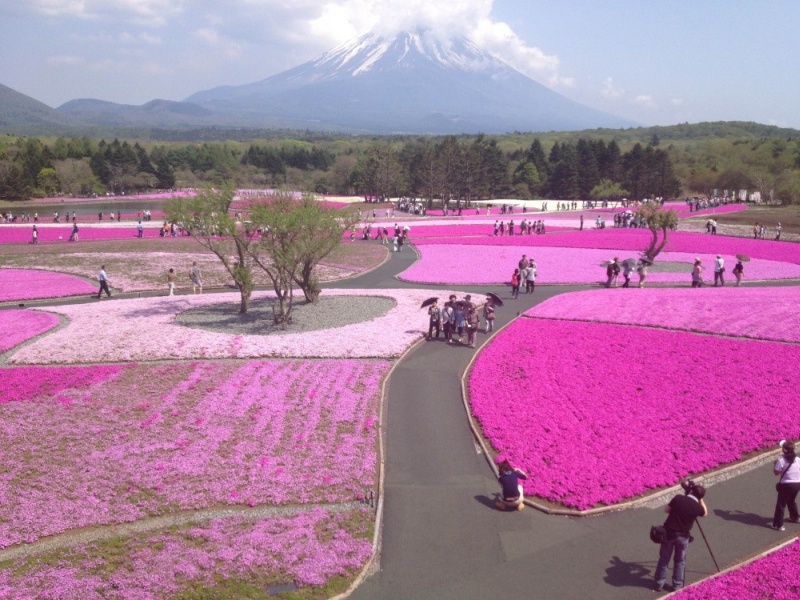 Фотофакт: В Японии весной цветет не только сакура