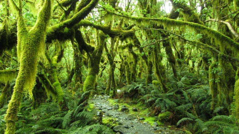 Фотофакт: Волшебная природа Новой Зеландии