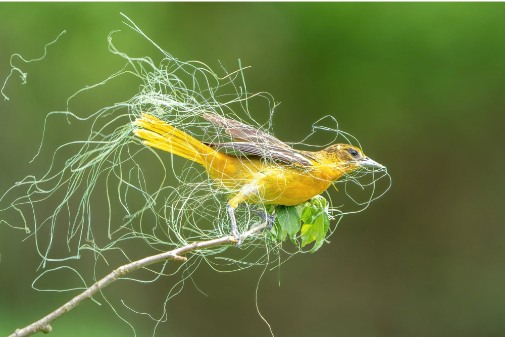 Фото: Sandra M. Rothenberg/Audubon Photography Awards