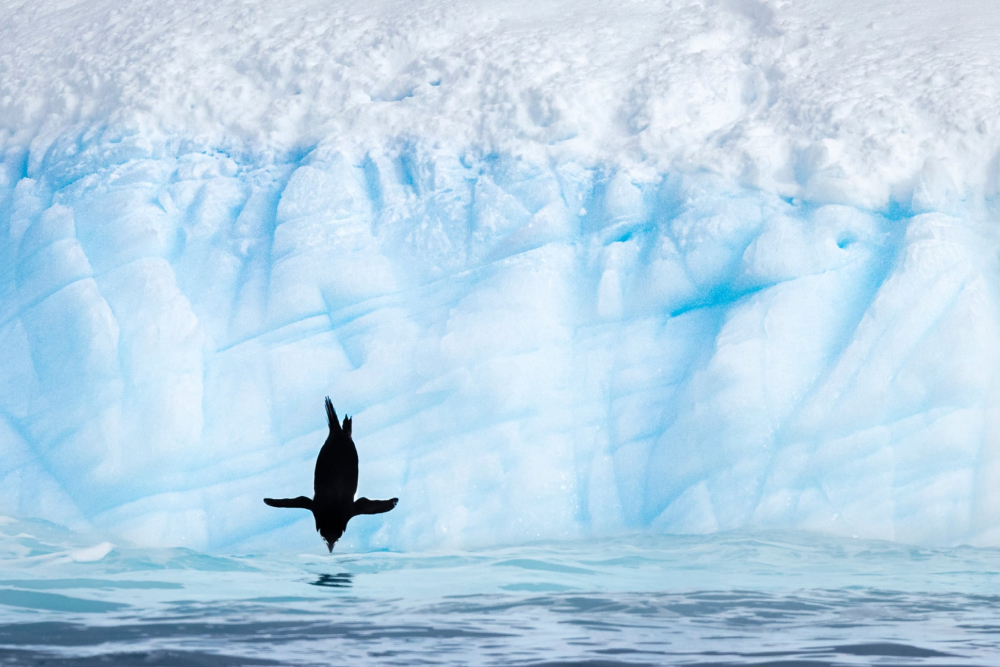 Фото: Karen Blackwood/Audubon Photography Awards