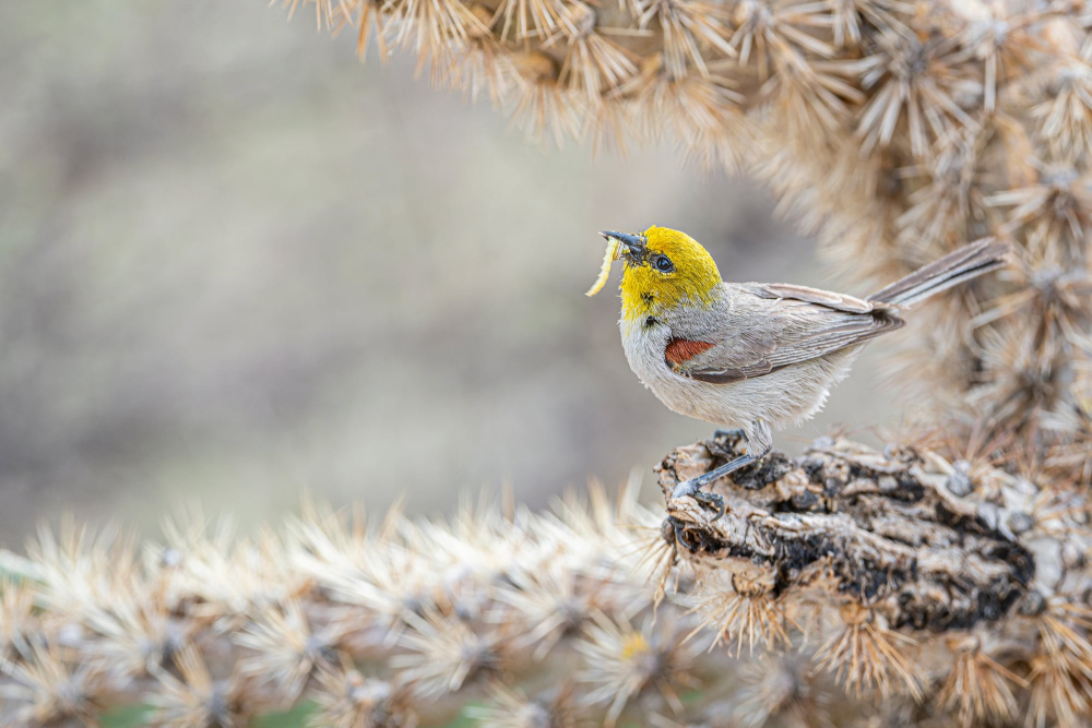 Фото: Linda Scher/Audubon Photography Awards