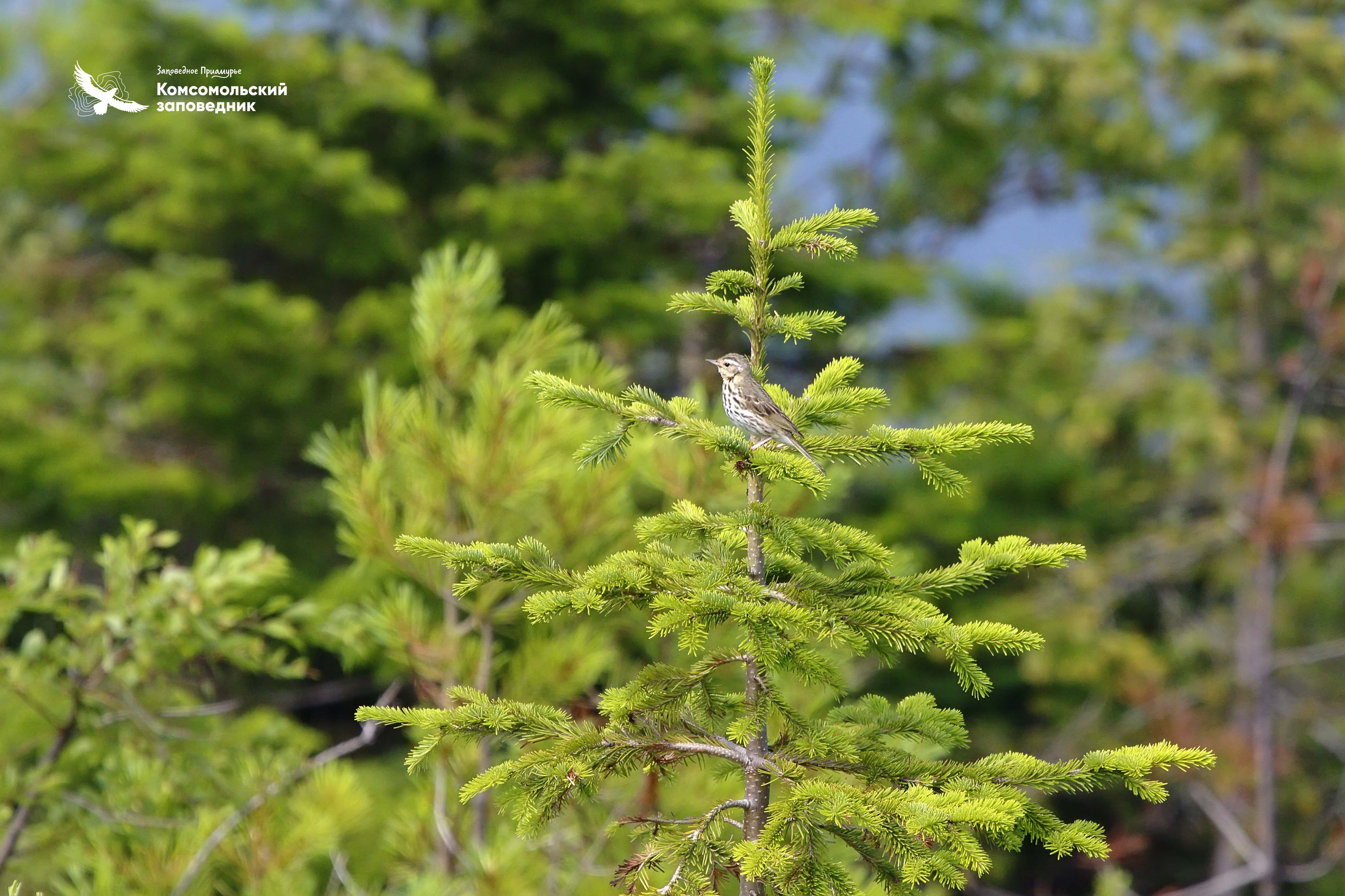 Птичка по праву может называться «санитаром леса»: за сезон маленький охотник может значительно «очистить» окрестности от вредителей. Фото: Денис Кочетков.