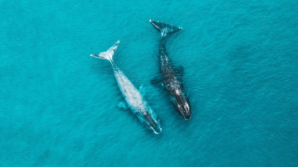 Гренландские киты, Паламарчук Олег.