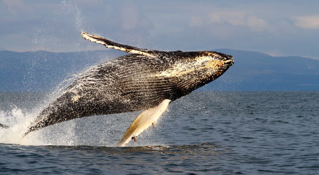 Горбатый кит 25 Евгений Мамаев