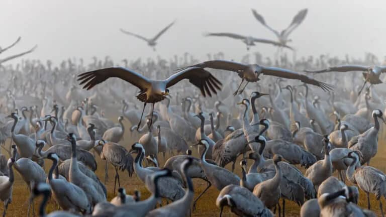 Второй приз в общем зачете: ежегодно более полумиллиарда перелетных птиц пролетают над природным и орнитологическим парком Агамон-Хула в долине Хула на севере Израиля. © Doron Talmi
