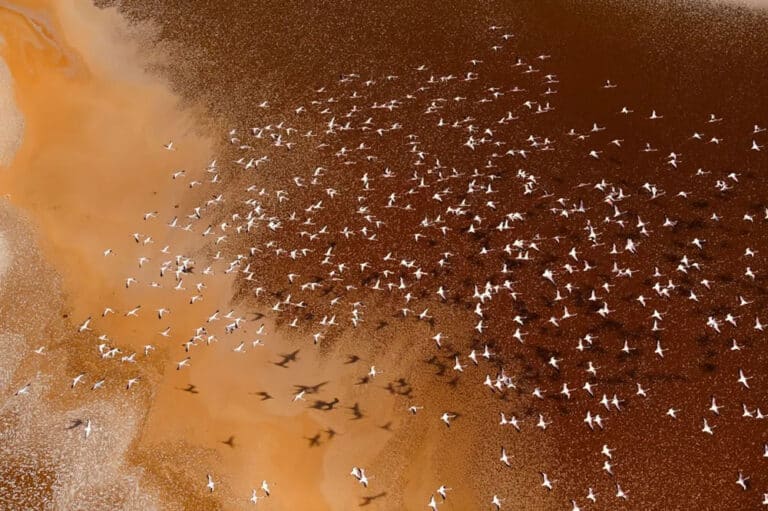 Абсолютный победитель среди молодых фотографов: озера кенийской рифтовой долины, когда-то образовавшиеся в результате пресноводных наводнений, теперь токсичны для многих животных и растений. Эти места, простирающиеся от Эфиопии до Малави, по-прежнему могут похвастаться невероятным биоразнообразием, в том числе фламинго, которых привлекают озера из-за обилия водорослей. Водоросли и ответственны за сюрреалистические цвета озера. © Fayz Khan