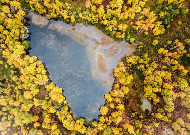 Победитель в категории «Особи и популяции (растения и грибы)»: березовый лес в разгар осени в национальном парке Кернгормс. © Samantha Suter