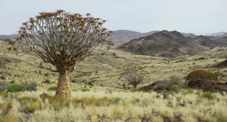 Победитель в категории «Особи и популяции (растения и грибы)»: в ландшафте, где раньше преобладало алоэ дихотомическое, также известное как колчанное дерево, теперь осталось лишь десяток деревьев, которые  рассказывают историю прошлого леса Намибии. © Helen Burton