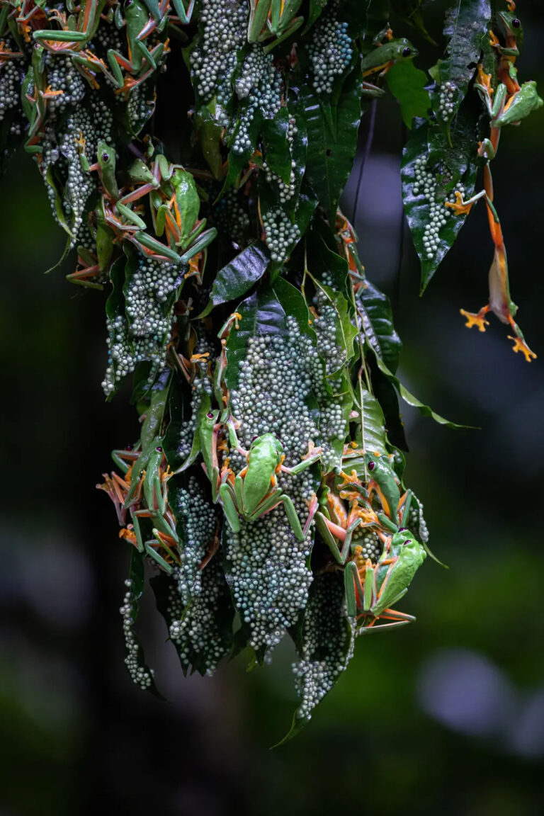 Победитель в категории «Особи и популяции (животные)» из числа молодых фотографов: пара древесных лягушек ищет незанятый лист, на который можно отложить кладку, на полуострове Оса в Коста-Рике. © Brandon Güell