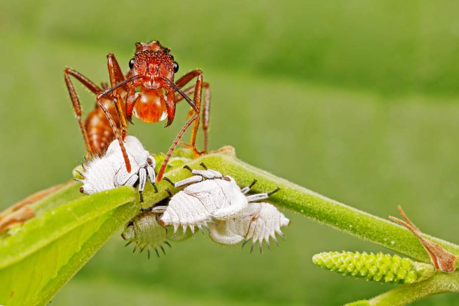 Томас Майерс, «Мембрациды, ухаживающие за муравьями» — первое место в категории «Макро, микро и другая дикая природа». Фото: NANPA 2024/Thomas Myers