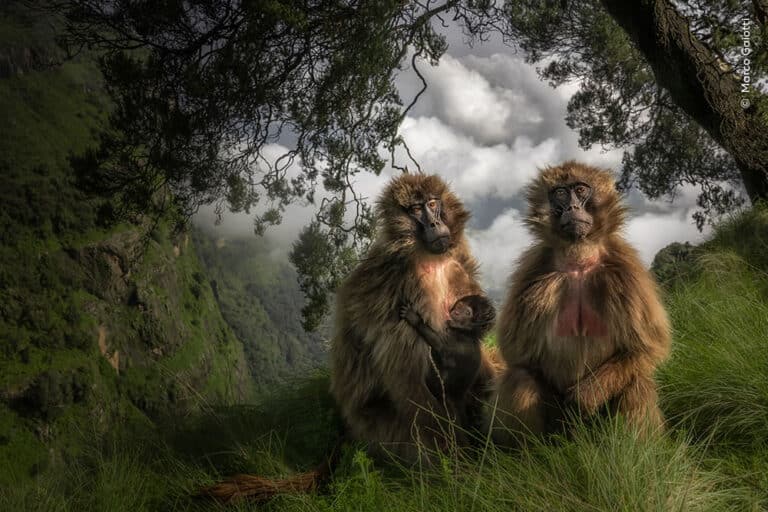 «Степные приматы». Фото: Marco Gaiotti
