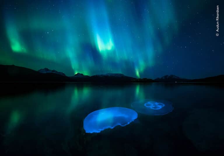 «Медузы и полярное сияние». Фото: Audun Rikardsen