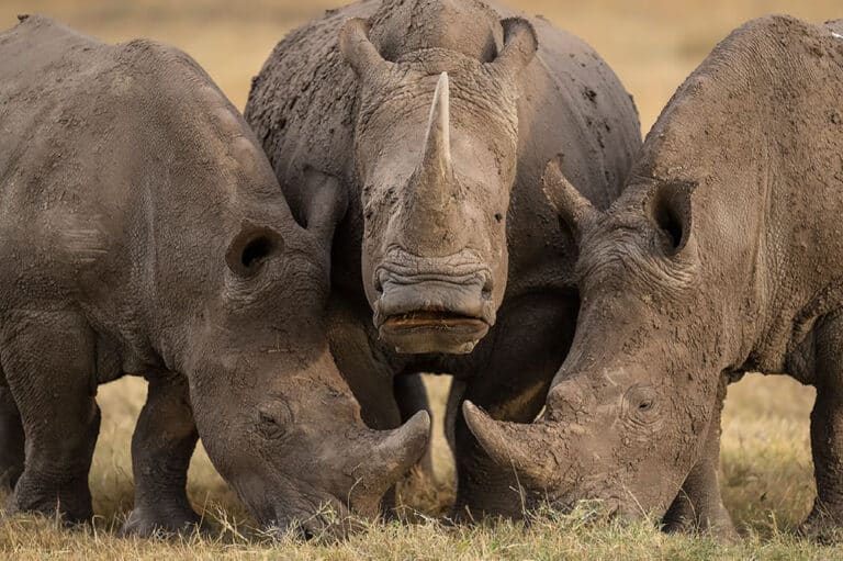 Снимок абсолютного победителя:  «Три белых носорога», природный заповедник Ол Педжета, Наньюки, Кения. Фото: Hector D. Astorga