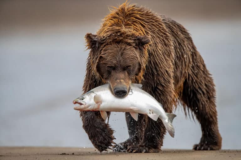 Высокая оценка: «Бурый медведь и лосось», национальный парк Лейк-Кларк, Аляска, США. Фото: Daniel D’Auria