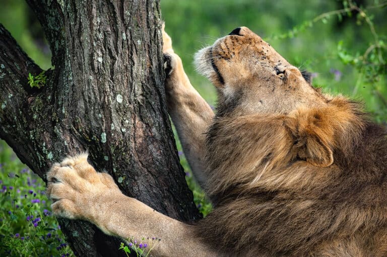 Высокая оценка: «Африканский лев», Ндуту, национальный парк Серенгети, Танзания. Фото: Gian Luigi Fornari Lanzetti