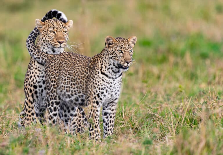 Высокая оценка: «Африканские леопарды», заповедник Оларе Мотороги, национальный заповедник Масаи Мара, Кения. Фото: Ian Mears