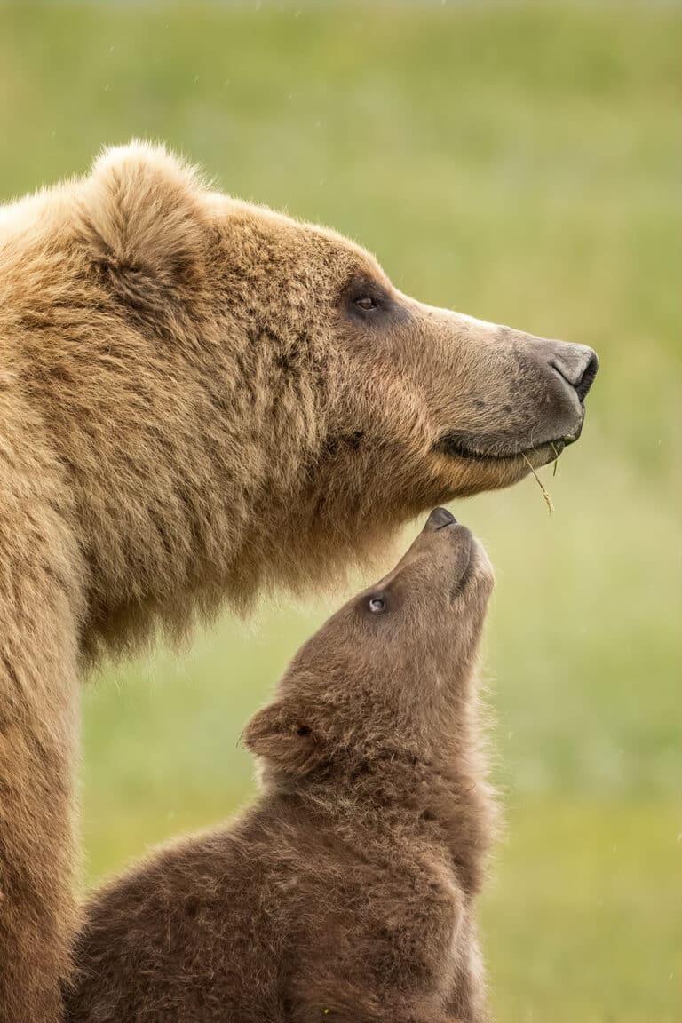 Высокая оценка: «Бурый медведь и его детеныш», национальный парк Катмай, Аляска, США. Фото: Jennifer Smith