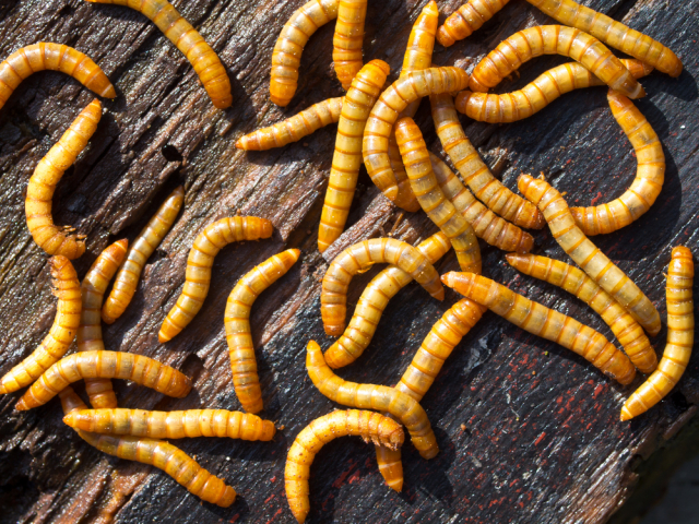 Мучные черви — Tenebrio molitor. Эти личинки большого мучного хрущака могут завестись в муке при несоблюдении условий хранения. В ряде стран являются деликатесом. Фото: © Shutterstock/FOTODOM