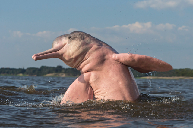 Амазонский дельфин — Inia geoffrensis. Длина этих млекопитающих равна 2,5 м, масса — 185 кг. В океанариуме их не увидеть, поскольку речные дельфины обладают агрессивным нравом и почти не поддаются дрессировке. Фото: © Shutterstock/FOTODOM