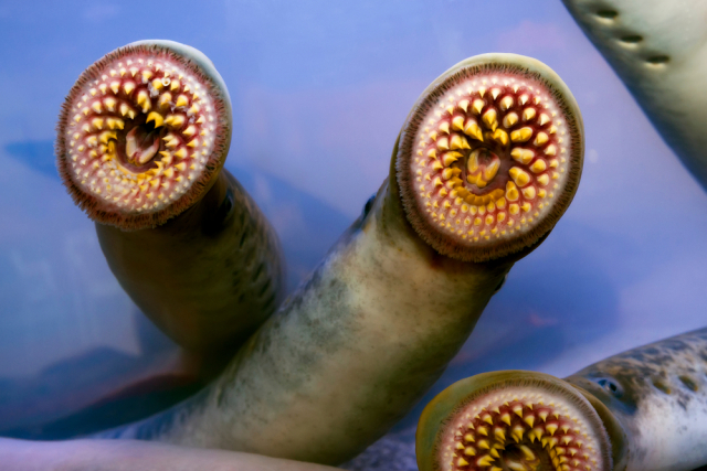 Миноги — Petromyzontiformes. Эти наружные паразиты крупных рыб внешне схожи с последними, однако эволюционно являются их предшественниками. Завоевали популярность в кулинарии. Фото: © Shutterstock/FOTODOM