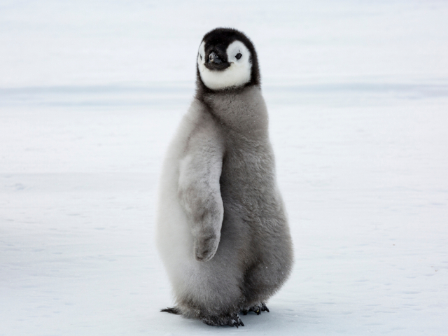 Пингвин. Это нелетающие пернатые, которые при этом отлично плавают. Очаровательное существо ныряет на глубину от 3 до 130 м и преодолевает расстояния свыше 20 км. Фото: Shutterstock/FOTODOM