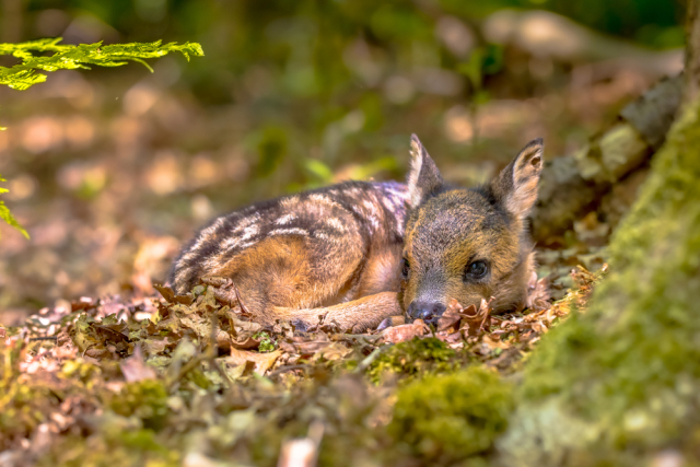 Косуля. Данное животное принадлежит к роду оленей. Этих милашек нередко можно встретить в лесах, они ведут ночной образ жизни. Фото: Shutterstock/FOTODOM