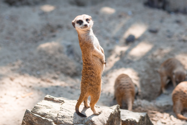 Сурикат. Данные животные обитают в пустынях Намиб, Калахари, в Южной Африке и ряде районов Анголы. Их умение стоять вертикально на задних лапах поистине вызывает умиление Фото: Shutterstock/FOTODOM