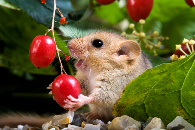 Мушловка. Данный грызун одновременно напоминает мышку и белку. Настолько мал, что запросто помещается в человеческой руке. Фото: Shutterstock/FOTODOM