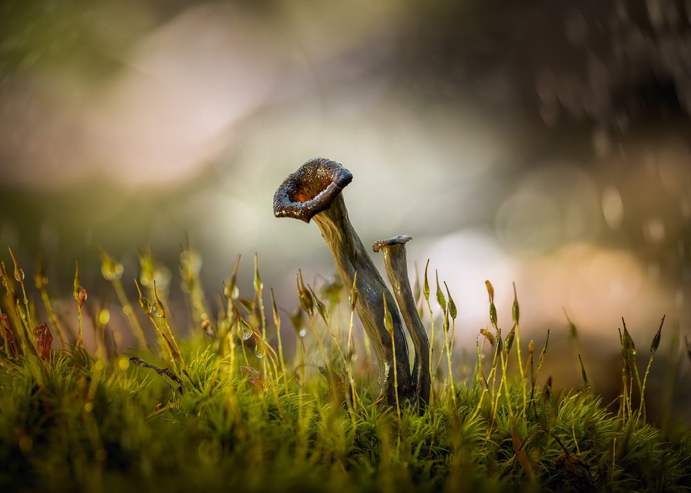 Третье место в категории «Растения и грибы» / © Radoslav Sviretsov