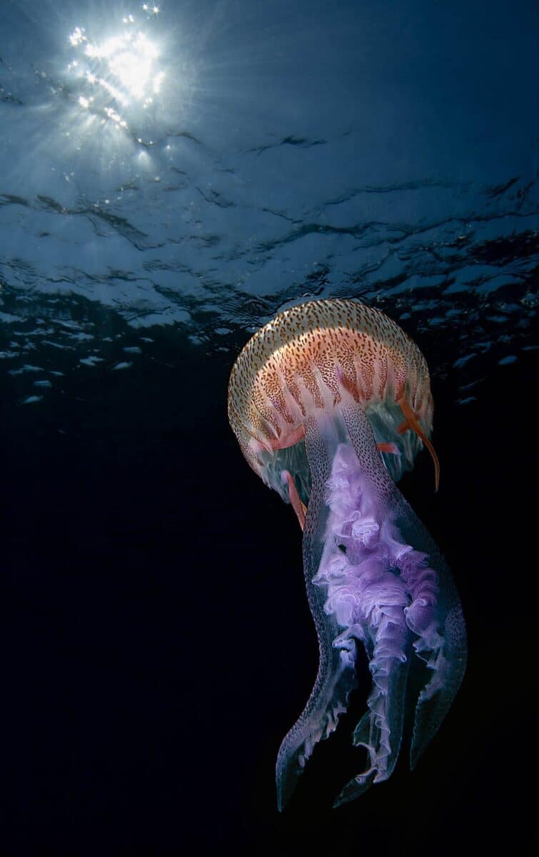 Третье место в категории «Под водой» / © Giovanni Crisafulli