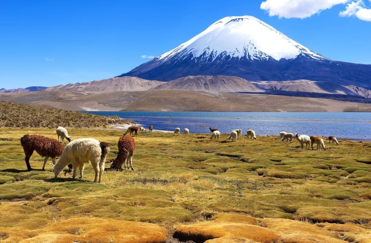 Альпака пасутся на берегу озера Чунгара. На заднем плане виден вулкан Паринакота в национальном парке Лаука на севере Чили. Фото: Dmitry Chulov / iStockphoto