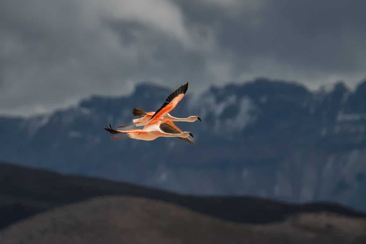 Пара андских фламинго летит над озером Чунгара. Фото:  V. Posnov/ Getty Images