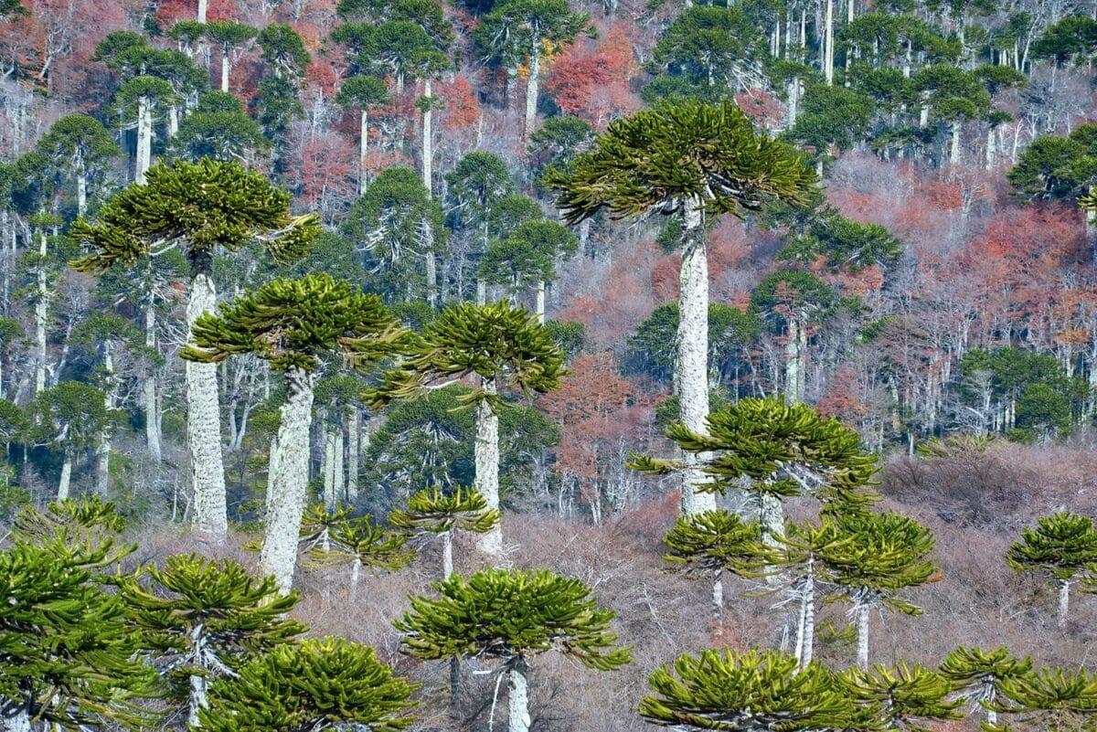 Вечнозеленые хвойные деревья семейства араукариевых стоят среди других деревьев, окрашенных в осенние цвета, вдоль тропы Сьерра-Невада в национальном парке Конгильо. Фото: Jorge León Cabello /Getty Images