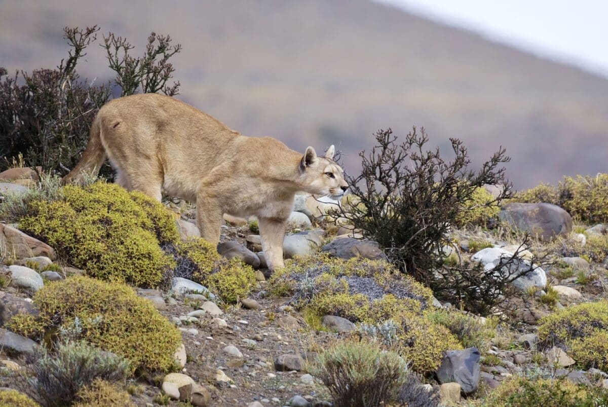 Пума крадется в национальном парке Торрес-дель-Пайне. Фото: Daniel Jara /Getty Images