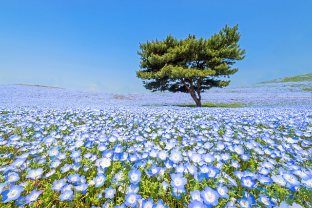 Жители и гости страны совершают променад в цветущих полях и делают фотографии, а вокруг них словно раскинулся небесно-голубой океан. Фото: milezaway  / Shutterstock/FOTODOM