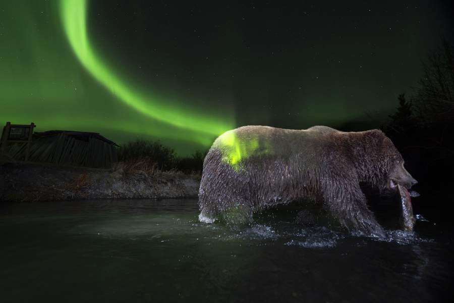 Свой цикл Питер Мазер посвятил зверям — хозяевам Арктики. Фото: BigPicture Photography: Natural World Photography/Peter Mather