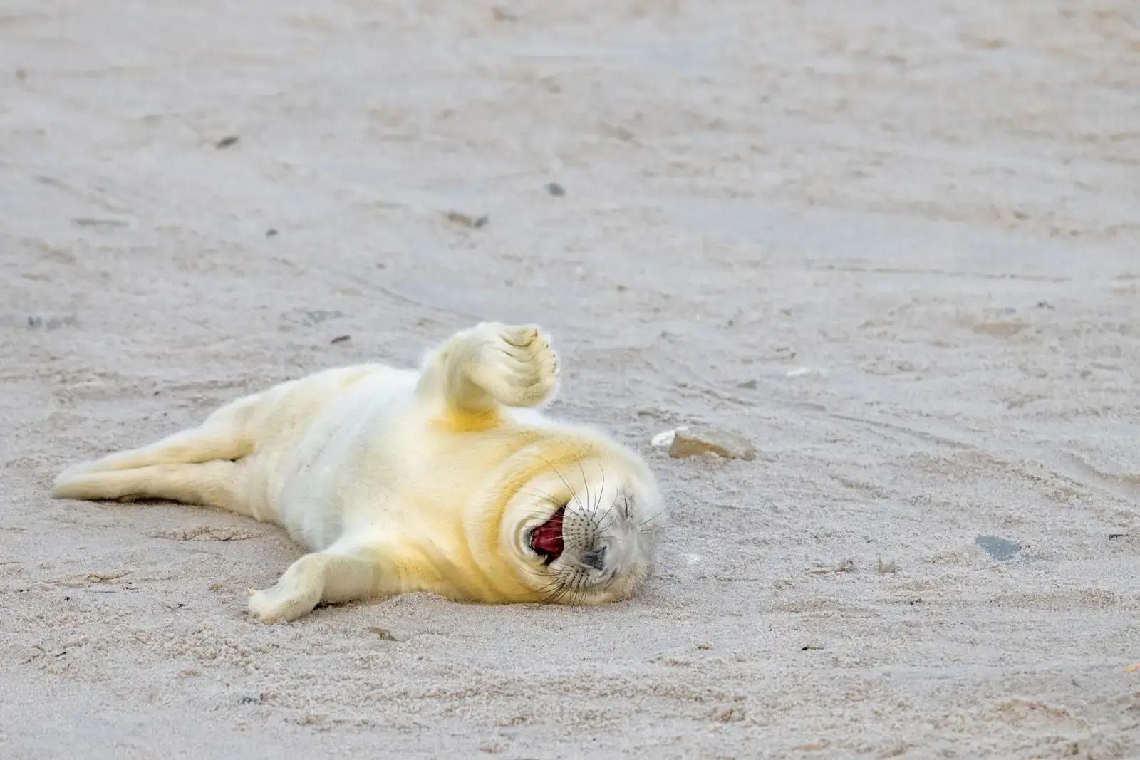 Снимок детеныша тюленя, который словно заходится громким смехом. Фото: Ingo Hamann / Nikon Comedy Wildlife Awards