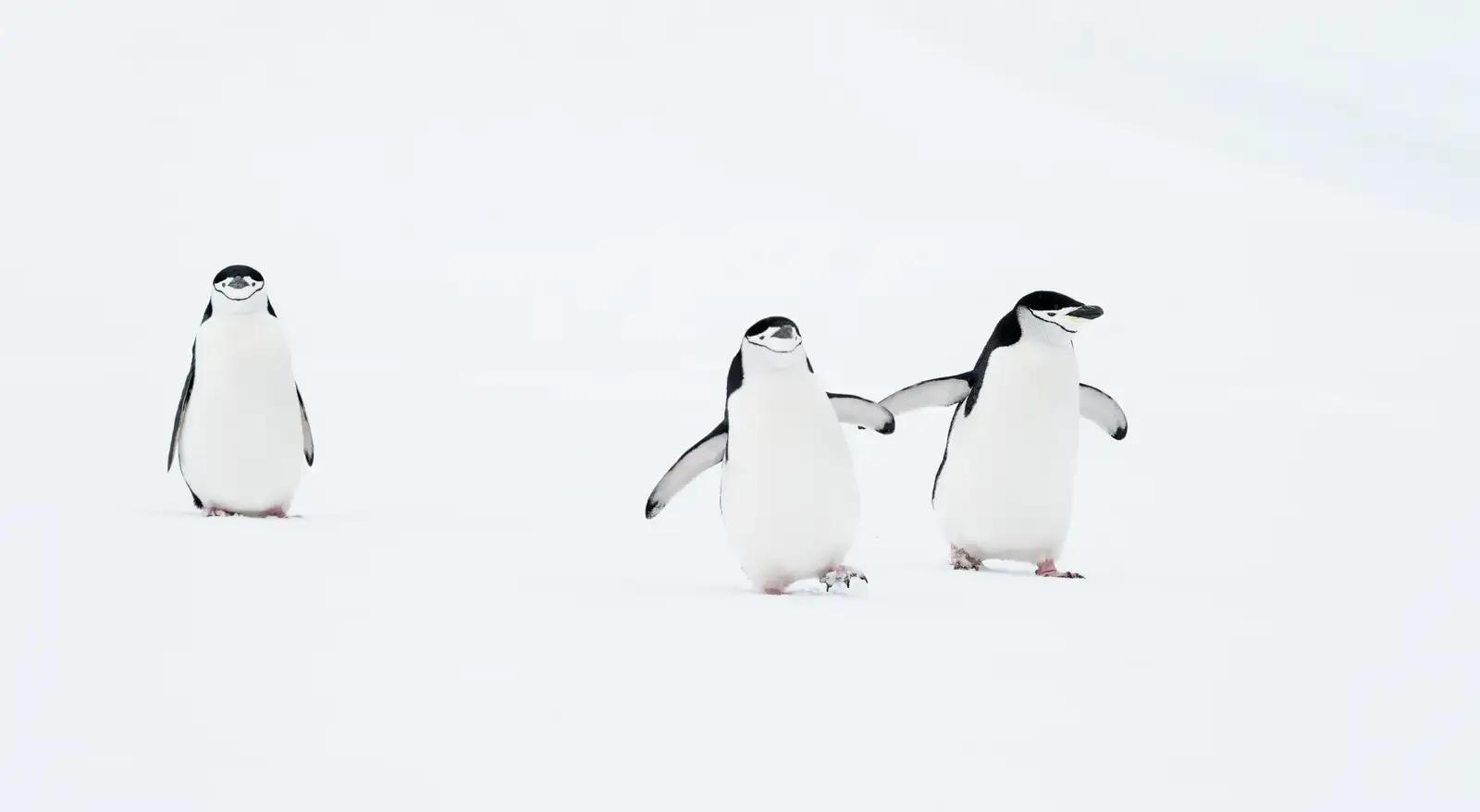 Третий лишний. Такое бывает и у антарктических пингвинов. Фото: Deena Sveinsson / Nikon Comedy Wildlife Awards