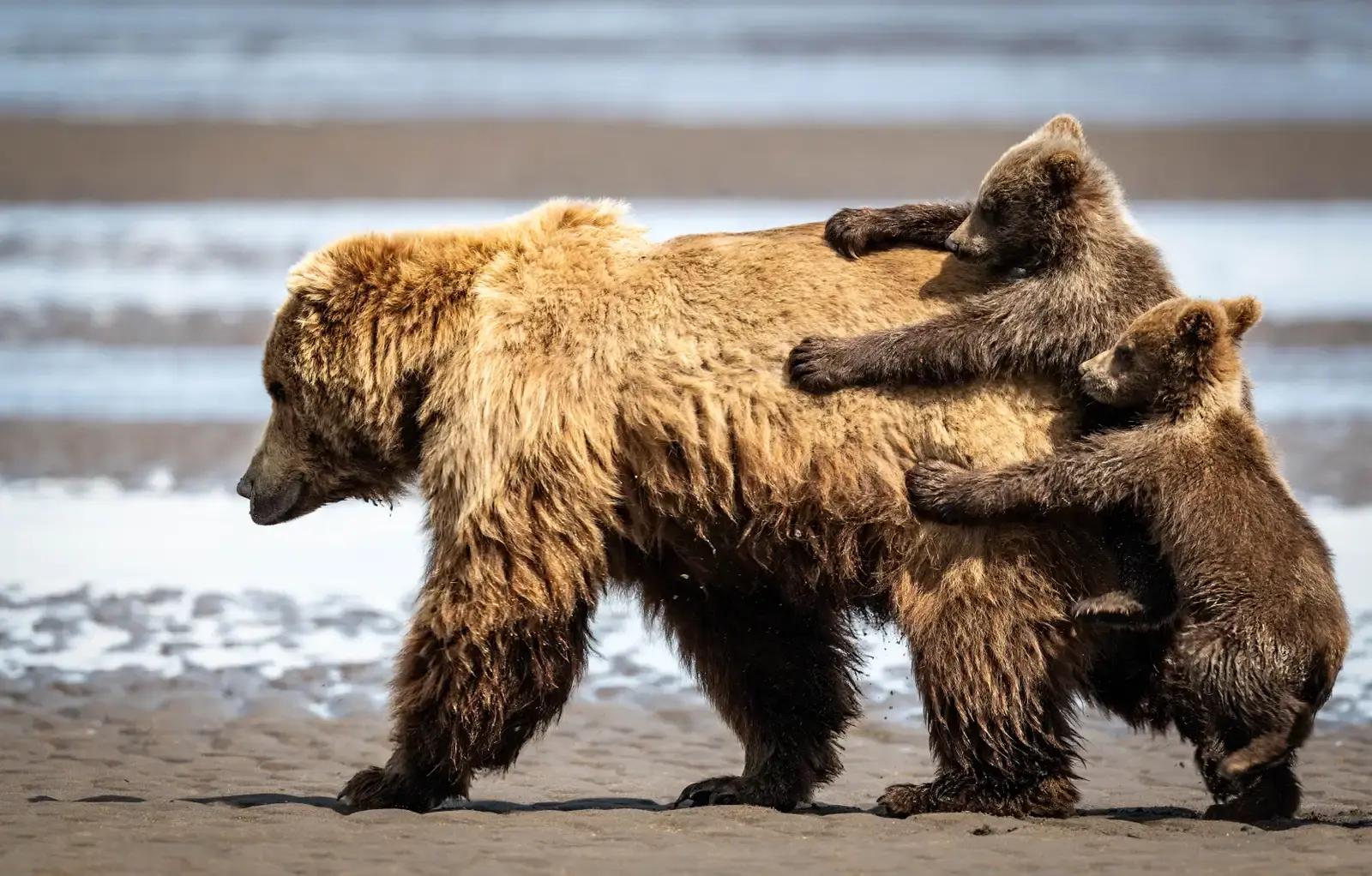 Зачем идти за мамой, если можно на ней прокатиться? Фото: Alexander Fine / Nikon Comedy Wildlife Awards