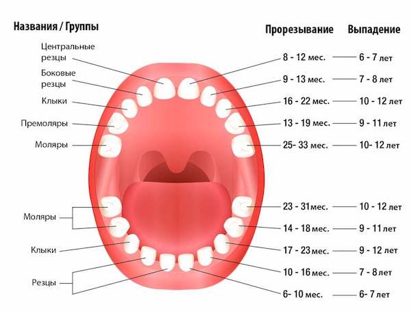 К 13 годам большинство детей теряют все молочные зубы, уступая место постоянным.