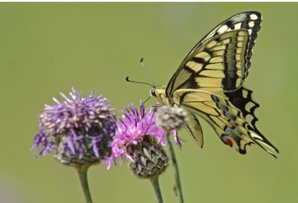 Фото 1. Бабочка махаон (Papilio machaon Linnaeus 1758) Щукинский полуостров июнь 2021, автор Людмила Губина