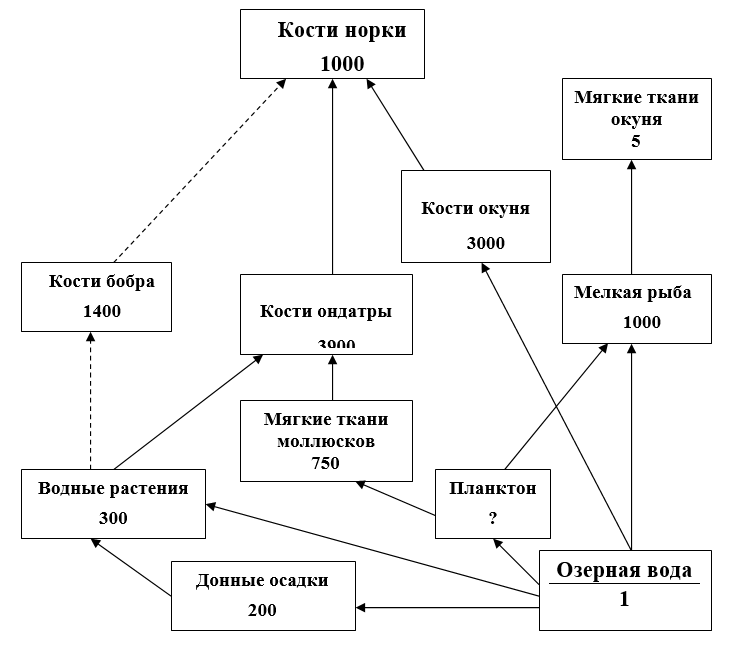 Рис. 2.1 Накопление стронция-90 в трофических цепях небольшого канадского озера Перч-Лейк. получающего низкоактивные отходы. Цифры указывают средние коэффициенты накопления относительно озерной воды, содержание стронция-90 в которой принято за 1.