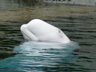 В настоящее время Росприроднадзором подготовлены отказы в выдаче разрешений (сертификатов) СИТЕС на экспорт «полярных дельфинов».