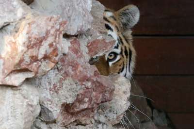 Шкура амурского тигра - вожделенная добыча для китайских толстосумов. Фото: REUTERS