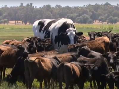 Бык принадлежит к голштино-фризской породе коров, однако он вдвое тяжелее и почти в полтора раза крупнее, чем свои ближайшие сородичи. 