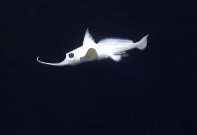 Американские биологи во время одной из экспедиций засняли рыбу, похожую на призрака из знаменитого мультфильма.